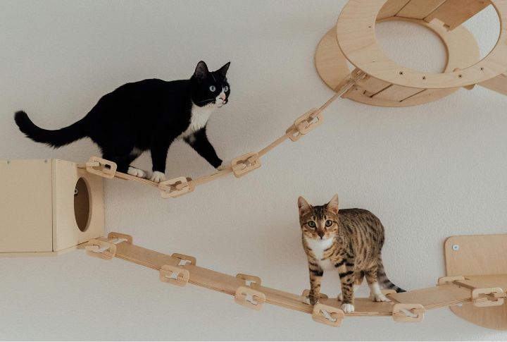 15 Exercises to Keep Your Cat Fit and Active - Housely Fit cat