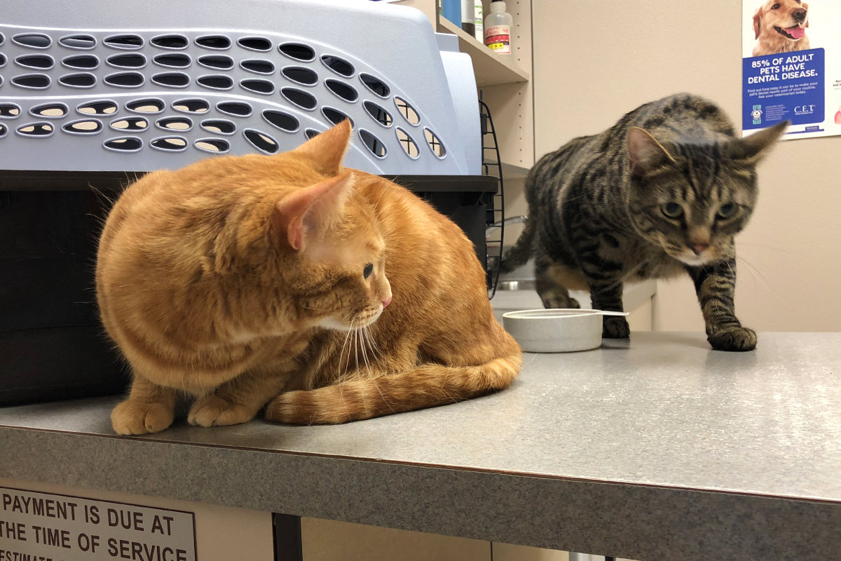 Boston Terrier Close-up Free Stock Photo - Public Domain Pictures Vet services royal canin