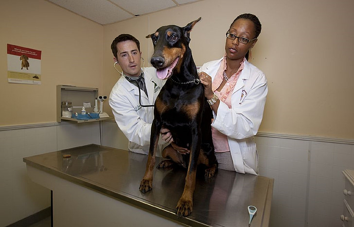 Austin Community College Vet Tech Program | Veterinary Tech … | Flickr Vet services royal canin